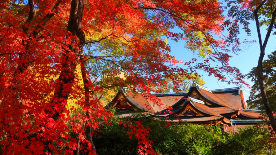 ☙ Fall Foliage 2019 ❧ Kansai - The Maple-Filled Kitano Tenmangu Shrine of Kyoto