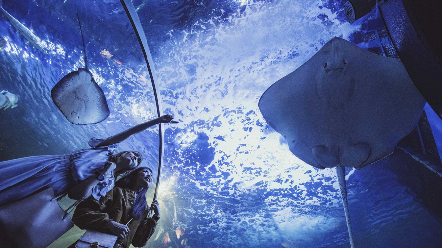 東京から行ける！都内、郊外水族館5選