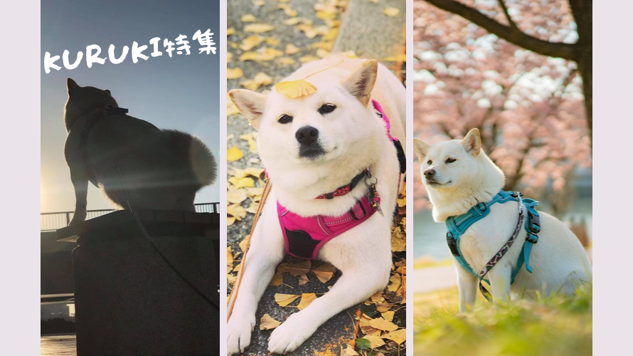 สุนัขพันธุ์ “ชิบะอินุ” กับ “อะคิตะ” ต่างกันอย่างไร by Kuruki (คุรุคิ)