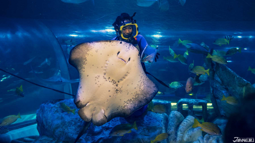 在东京漫步海底隧道 从都市中看见海豚秀 品川水族馆