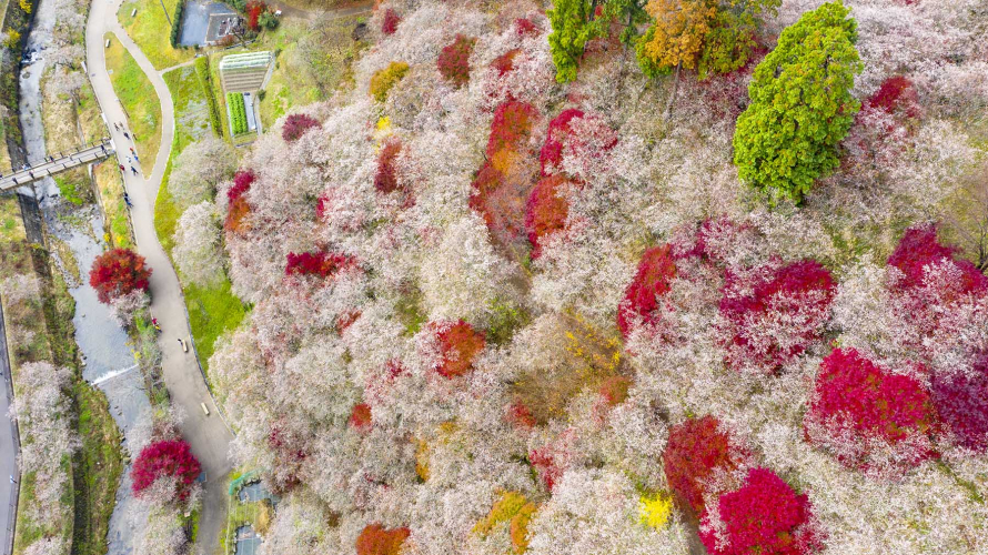 日本秋天也能賞櫻？紅葉與櫻花相間油畫絕景：豐田小原四季櫻