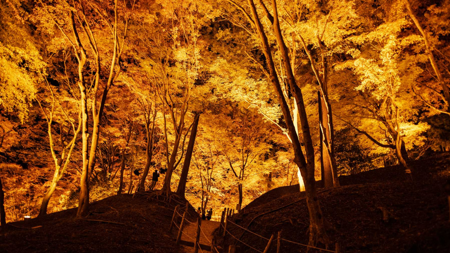 日本重量級紅葉賞楓名所香嵐溪：滿山楓林紅勝火  白日如畫夜迷幻