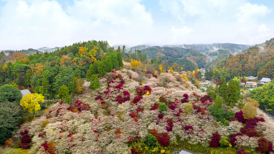 真っ赤な紅葉に淡く添えられたピンクのグラデーションが美しい豊田市の四季桜