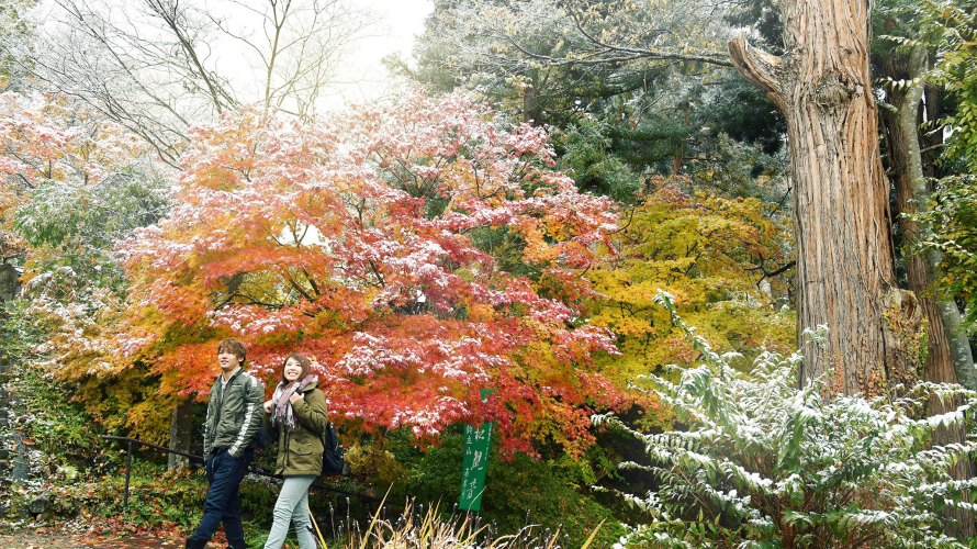 山形　将棋の町　天童市の紅葉