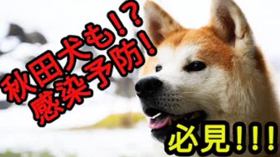 Learn How to Wash Your Hands & Prevent COVID-19 With the Doggos of Japan
