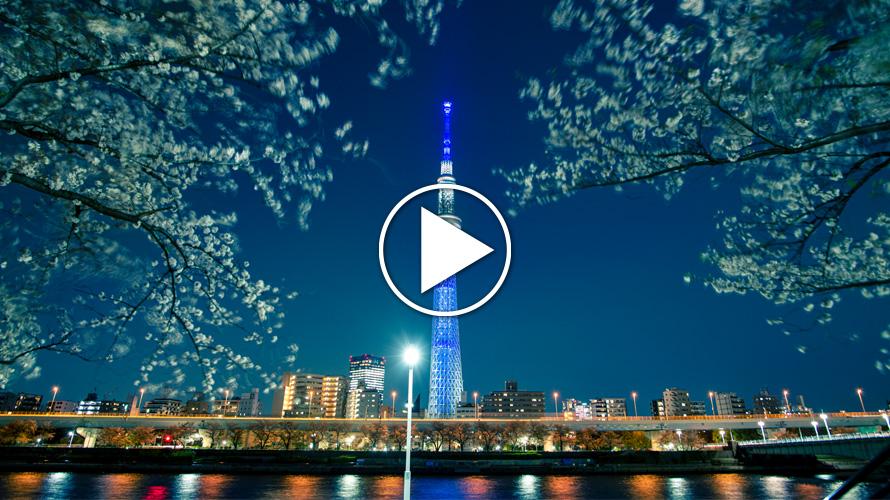 La TOKYO SKYTREE et les cerisiers en fleur - Un parfait jour de printemps à Tokyo