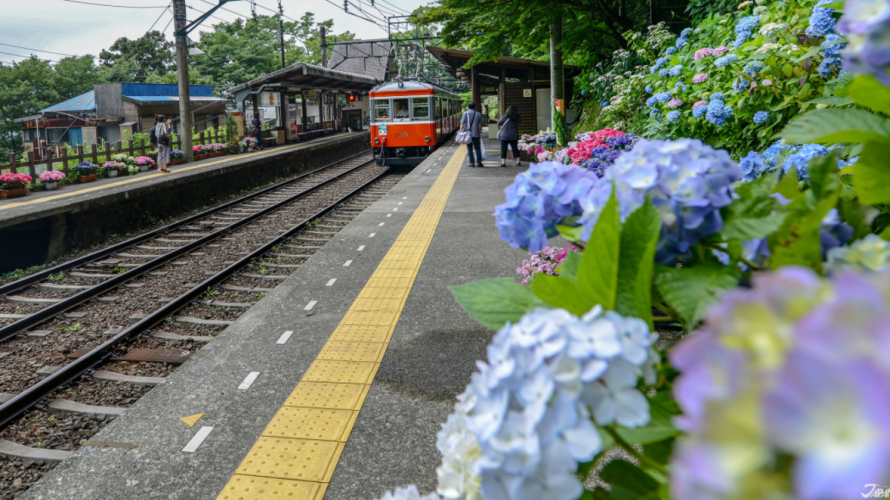 今が見ごろ！梅雨を彩るあじさいの今年流楽しみ方！