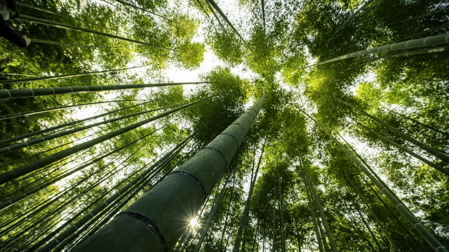 Wakayama Farm ・ A Hidden Bamboo Grove and Sometimes Film Set on the Outskirts of Tokyo