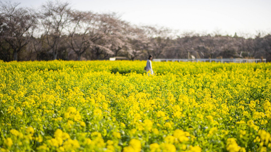 ชมดอกซากุระ ดอกคาโนล่า และฟังเสียงแกะร้อง ที่ Narita Dream Farm