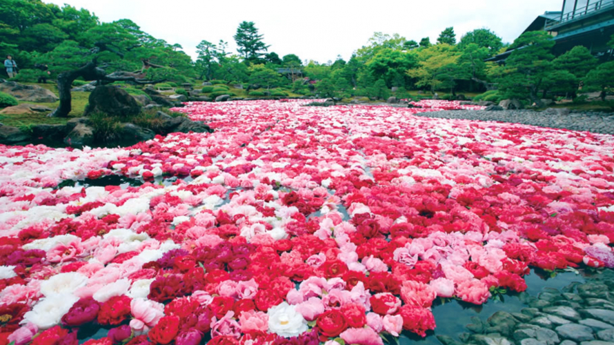 池泉牡丹花絕景！島根春日賞花名所  由志園牡丹園遊會