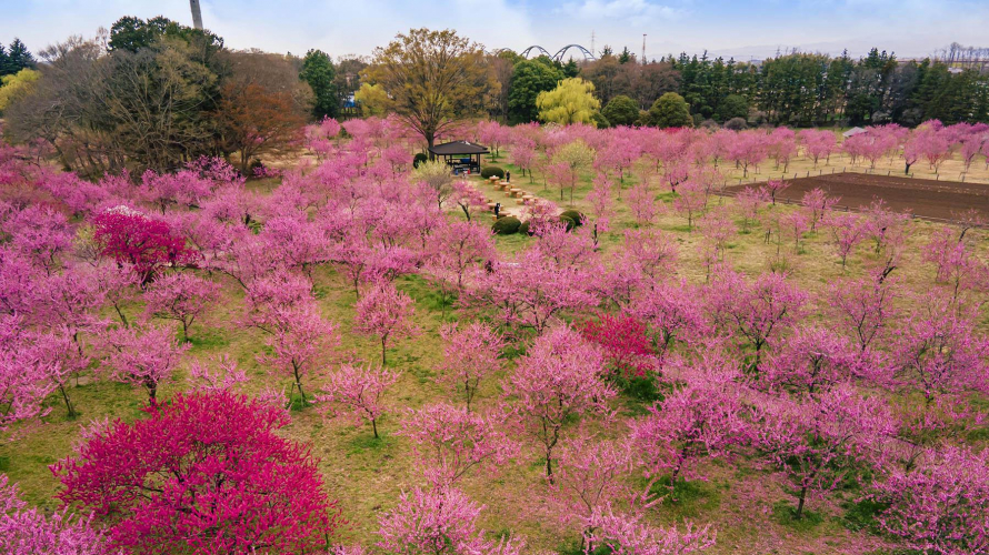 ชมดอกท้อ (โมโมะโนะฮานะ) ที่สวนโคกะคุโบ