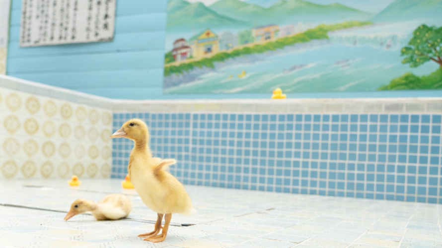 Forget Rubber Duckies, Take a Bath with Real Ducks in this Saitama Bathhouse