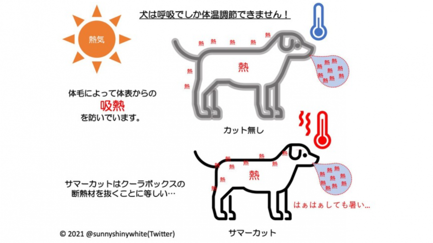 여름철 반려견 미용, 짧게 깎으면 더 덥다? 일본 전문가의 조언
