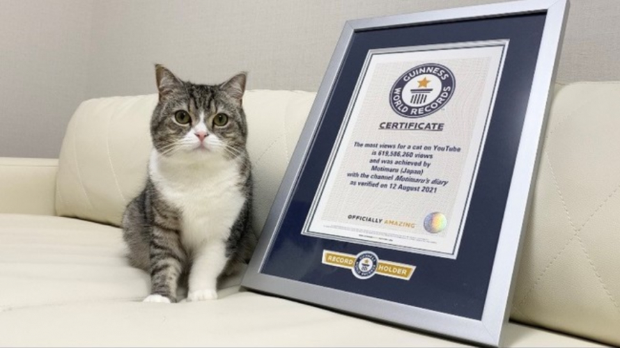 Japanese Cat Motimaru Named the Most Watched Feline on YouTube ・ Have You Seen His Videos...