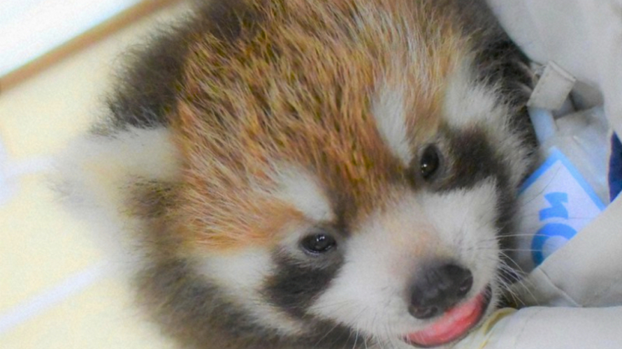 Shizuoka's New Baby Red Panda Is Getting a Ridiculous Name, and You Can Help Choose It