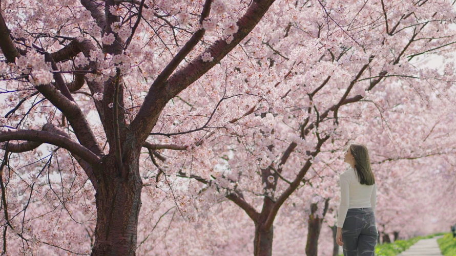 5 Unique Cherry Blossom Viewing Events in Tokyo 2022 ・ This Spring, Think Outside the Box!