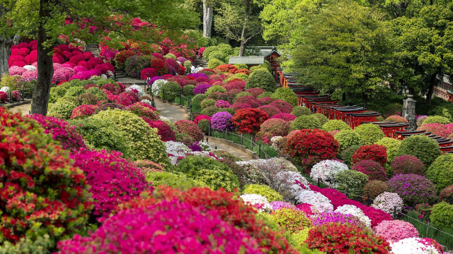 Visit Nezu Shrine for Azaleas, Ancient History, and Red Torii Gates