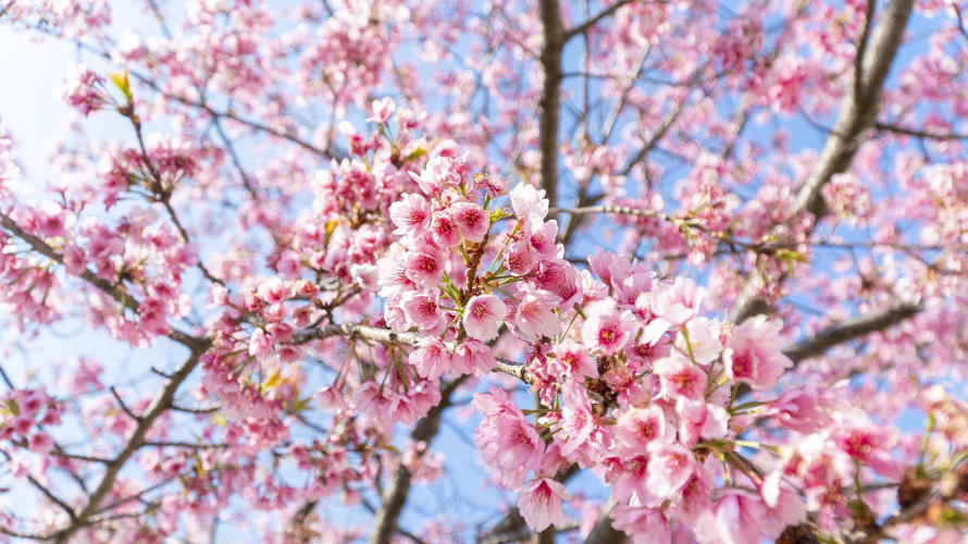 3 Must-Haves For the Perfect Cherry Blossom Viewing Experience