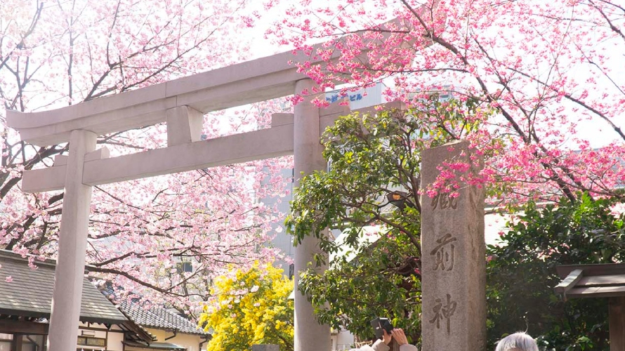 Tokyo Cherry Blossom Spots | Kuramae Shrine