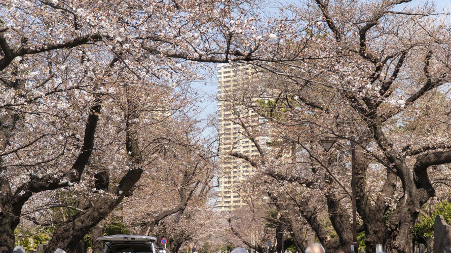 Tokyo Cherry Blossom Spots ・ Yanaka Cemetery