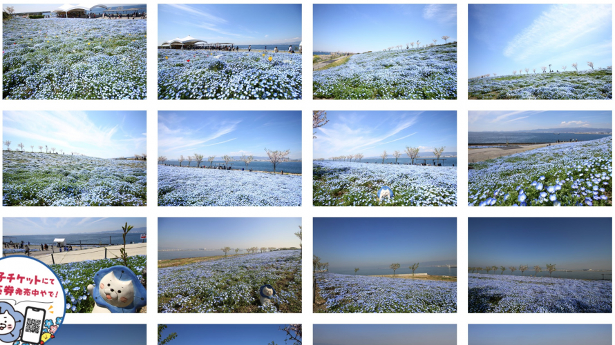 Osaka's Most Famous Nemophila Spot ・ Baby Blue Eyes in Osaka Maishima Seaside Park