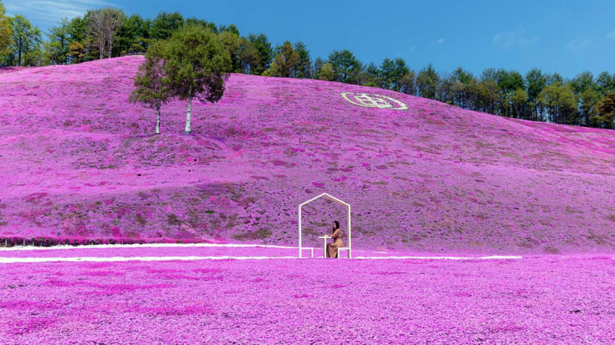 北海道春絕景東藻琴芝櫻公園  一人一雙手打造的山丘粉紅絨毯（2023情報更新）