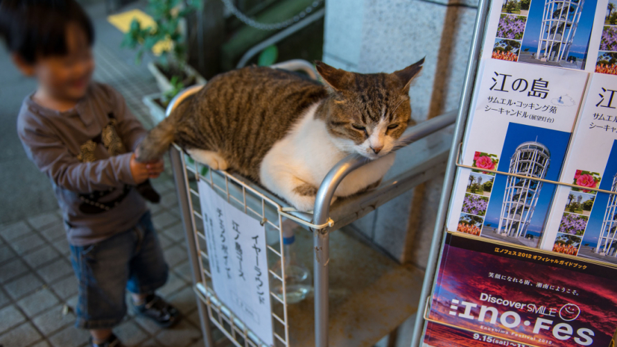 Japan Celebrates Cat Day with Top Hotel Mascot Cat Ranking