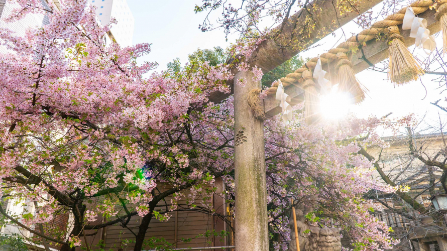 Ueno Cherry Blossoms Off the Beaten Path • 7 Local Tokyo Cherry Blossom Recommendations