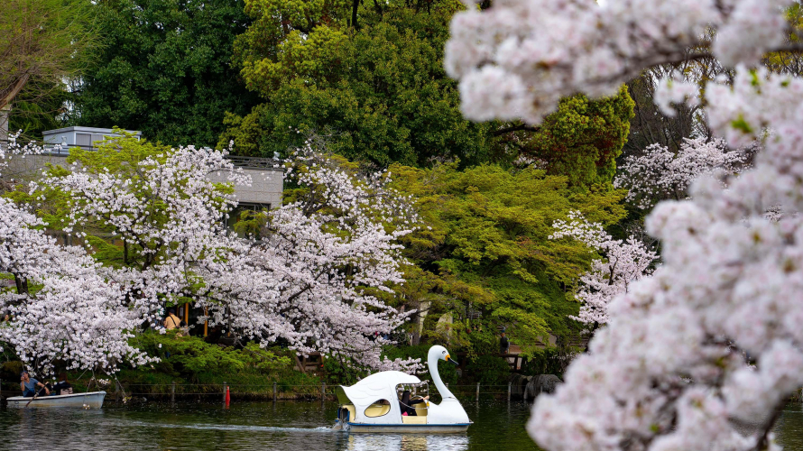 도쿄 봄 여행 | 2024 도쿄의 숨겨진 보물, 발견해야 할 로컬 벚꽃 명소 10선