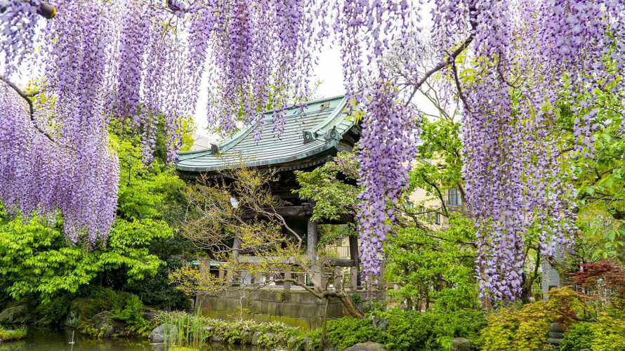 도쿄 여행 | 니시아라이 대사의 봄 등나무꽃