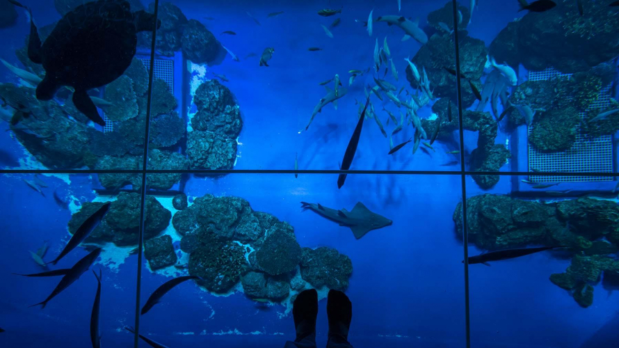 沖繩打卡景點DMM KARIYUSHI水族館 感受走在海中的錯覺