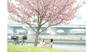 Have a date this spring! Cherry blossom viewing journey in Japan!