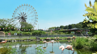 去東京近郊的東武動物公園看白虎！