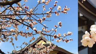 櫻花之前先看梅花吧！飄散清香的「湯島天神」梅花祭典