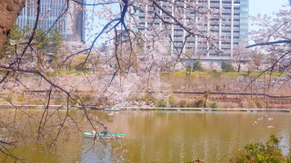 이다바시-카구라자카에서 벚꽃놀이하고 먹방! (+캐널카페)