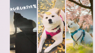 สุนัขพันธุ์ “ชิบะอินุ” กับ “อะคิตะ” ต่างกันอย่างไร by Kuruki (คุรุคิ)