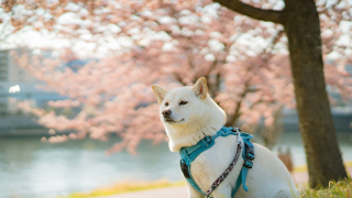 Kuruki the Japanese Shiba Inu: The Story of Japankuru's Adorable Mascot