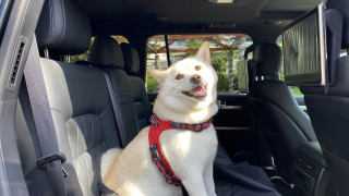 柴犬クルキはドライブが大好き！