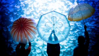 5 Best Umbrellas for Surviving Rainy Season in Japan