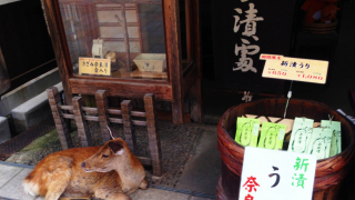 Spend a Day with the Deer of Nara Park
