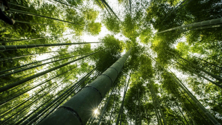 Wakayama Farm ・ A Hidden Bamboo Grove and Sometimes Film Set on the Outskirts of Tokyo