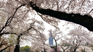 Shinjuku Gyoen Hanami During the COVID-19 Pandemic ・ Online Reservations & Cherry Blossoms