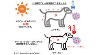 여름철 반려견 미용, 짧게 깎으면 더 덥다? 일본 전문가의 조언