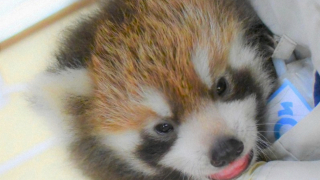 Shizuoka's New Baby Red Panda Is Getting a Ridiculous Name, and You Can Help Choose It