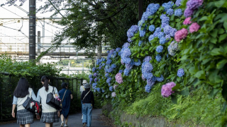 Tokyo's 3 Best Hydrangea Gardens