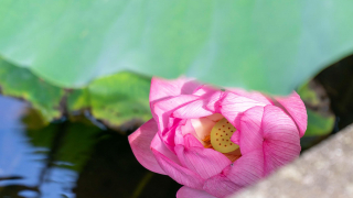 Ueno Park in July ・ Tokyo's Most Beautiful Lotus Flowers