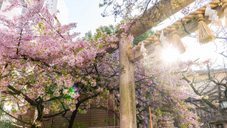 Ueno Cherry Blossoms Off the Beaten Path • 7 Local Tokyo Cherry Blossom Recommendations