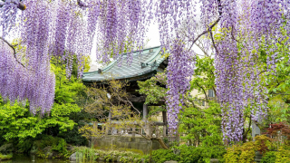 도쿄 여행 | 니시아라이 대사의 봄 등나무꽃