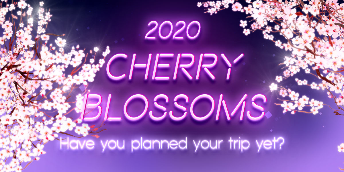 Cherry Blossoms 2020